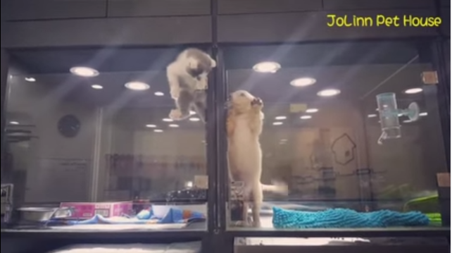 TRENDING NOW: Kitten escape artist | iNFOnews.ca