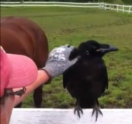 Quoth the Raven: OUCH! | iNFOnews.ca