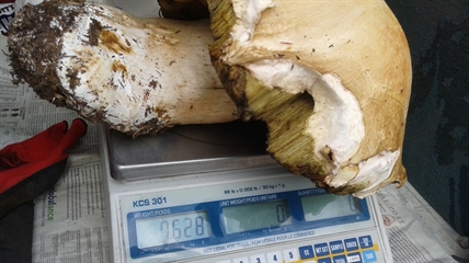MORAN: Perfect conditions for fungi in the forests | iNFOnews.ca