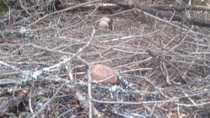 MORAN: Perfect conditions for fungi in the forests | iNFOnews.ca