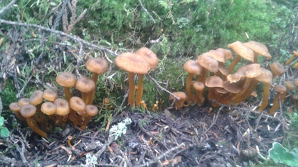 MORAN: Perfect conditions for fungi in the forests | iNFOnews.ca