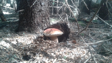 MORAN: Perfect conditions for fungi in the forests | iNFOnews.ca