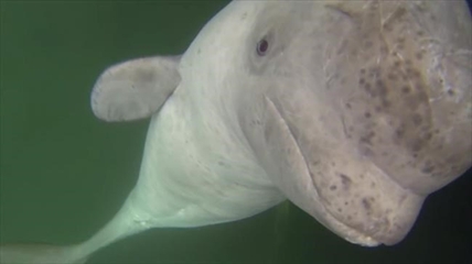 Concerns raised for young beluga that has befriended small Newfoundland village | iNFOnews.ca