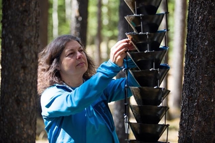 An irresistible aroma responsible for mountain pine beetle attacks: research | iNFOnews.ca