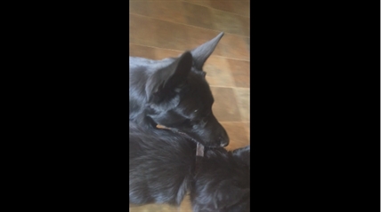 TRENDING NOW: Dog fetches his canine brother | iNFOnews.ca