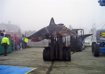 Mind your fingers: Canada's only shark derbies get underway in Nova Scotia | iNFOnews.ca Mind your fingers: Canada's only shark derbies get underway in Nova Scotia | iNFOnews.ca