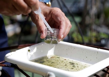 Canadians urged to take precautions after Zika virus discovery in Miami | iNFOnews.ca