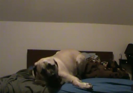 Don't mess with Lincoln | iNFOnews.ca