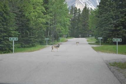 Parks Canada kills another wolf in Banff area that was entering campgrounds | iNFOnews.ca Parks Canada kills another wolf in Banff area that was entering campgrounds | iNFOnews.ca