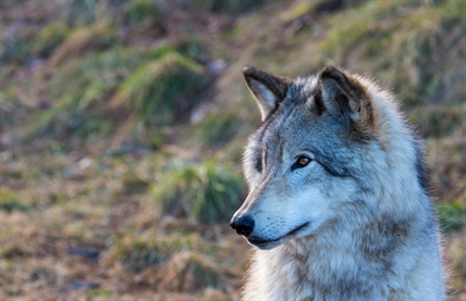 Wolf beats beaver in Calgary Zoo's contest for Canada's Greatest Animal | iNFOnews.ca