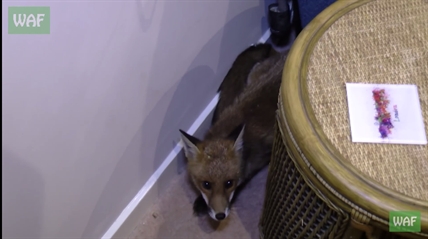 TRENDING NOW: Fox cub tries to move into family home | iNFOnews.ca TRENDING NOW: Fox cub tries to move into family home | iNFOnews.ca