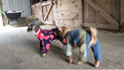 TRENDING NOW: Baby goats jump for joy in their pyjamas | iNFOnews.ca