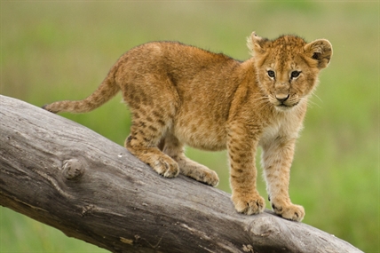 Animal Services investigating reports of lion cub at Toronto lounge | iNFOnews.ca