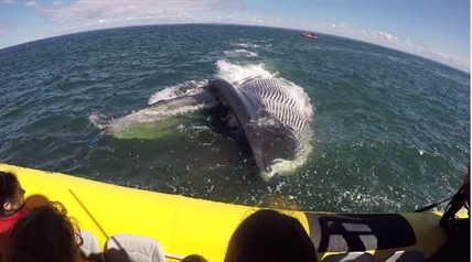 TRENDING NOW: Whale watchers get an incredible show | iNFOnews.ca TRENDING NOW: Whale watchers get an incredible show | iNFOnews.ca
