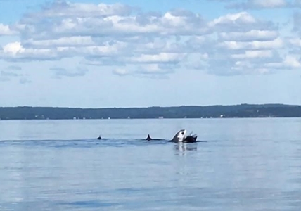 Two-metre shark spotted in Nova Scotia the latest in series of sightings | iNFOnews.ca