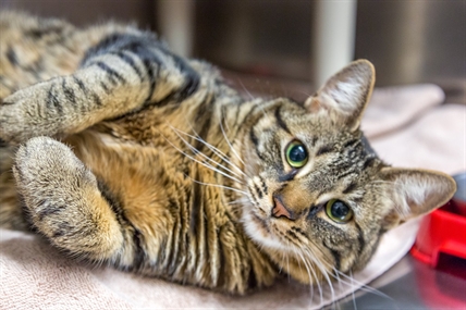 Looking for a forever home; Kelowna SPCA pet of the week | iNFOnews.ca