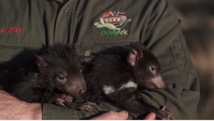 TRENDING NOW: Tasmanian Devil joeys | iNFOnews.ca