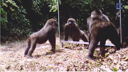 TRENDING NOW: Animals see their reflection for the first time | iNFOnews.ca TRENDING NOW: Animals see their reflection for the first time | iNFOnews.ca