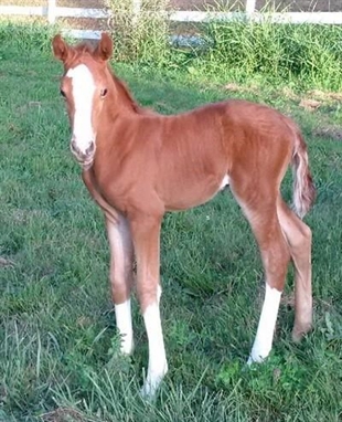 Police say Liesel the 12-day-old filly was filched from a Langley, B.C., farm | iNFOnews.ca Police say Liesel the 12-day-old filly was filched from a Langley, B.C., farm | iNFOnews.ca