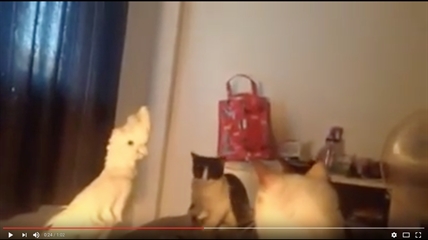 TRENDING NOW: Parrot hides in group of cats by meowing | iNFOnews.ca