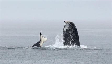 Whale watchers witness battle of behemoths in waters off Vancouver Island | iNFOnews.ca