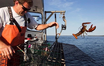 Sweden digs in on proposal to ban lobsters from Europe | iNFOnews.ca