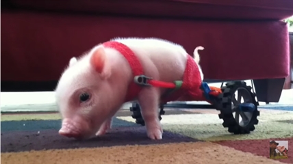 TRENDING NOW: A little piggy named Chris P. Bacon | iNFOnews.ca