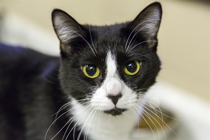 Looking for a forever home; Kelowna SPCA pet of the week | iNFOnews.ca