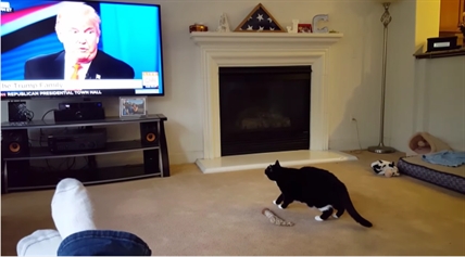 TRENDING NOW: Cat doesn't like Trump | iNFOnews.ca