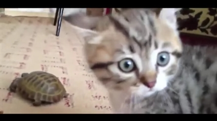 TRENDING NOW: Kitten vs. turtle | iNFOnews.ca