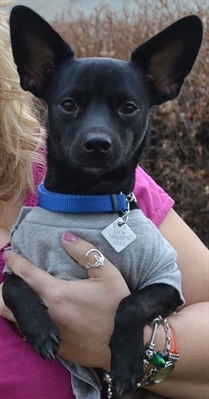 Kamloops family can keep furry friend | iNFOnews.ca