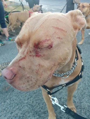 'Protective' feline takes on inquisitive pit bull in Saanich, B.C. | iNFOnews.ca