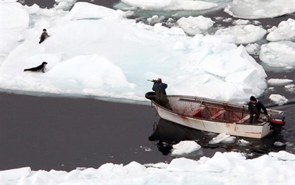 Rated 'S' for slaughter? New film questions Canada seal hunt | iNFOnews.ca