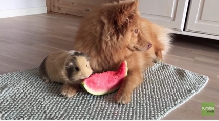 TRENDING NOW: Dog and guinea pig share a snack | iNFOnews.ca