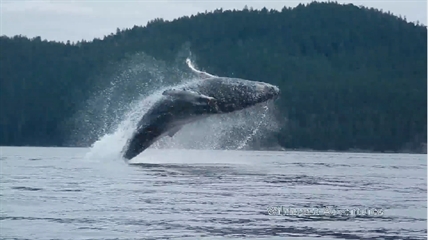 TRENDING NOW: Humpback whales breaching in front of kayakers | iNFOnews.ca TRENDING NOW: Humpback whales breaching in front of kayakers | iNFOnews.ca