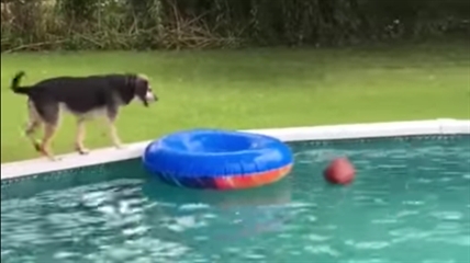 TRENDING NOW: Dog uses raft to fetch | iNFOnews.ca