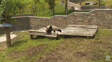 TRENDING NOW: Tiny rolling panda | iNFOnews.ca