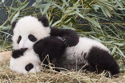 Cuddly but costly: Nenshi seeks federal funding for Calgary Zoo panda exhibit | iNFOnews.ca