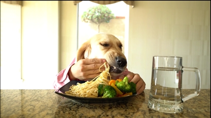 TRENDING NOW: Distinguished dog eats fancy meal | iNFOnews.ca