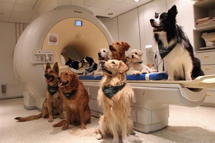 Good boy! Dogs know what you're saying, study suggests | iNFOnews.ca