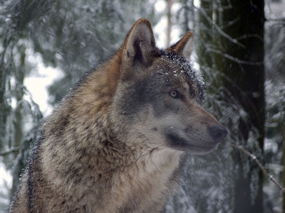 Open-season wolf hunt comes to Okanagan | iNFOnews.ca