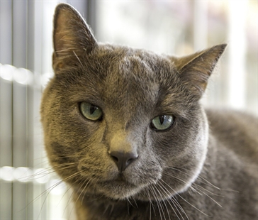 Looking for a forever home; Kelowna SPCA pet of the week | iNFOnews.ca Looking for a forever home; Kelowna SPCA pet of the week | iNFOnews.ca