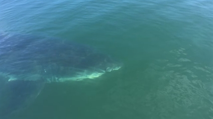 TRENDING NOW: Close encounter with a shark | iNFOnews.ca
