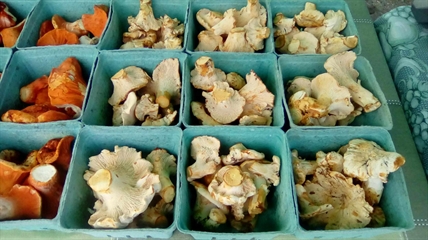 MORAN: It's B.C. wild mushroom season: Ask for them by name | iNFOnews.ca