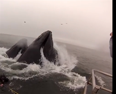 Whale bail | iNFOnews.ca