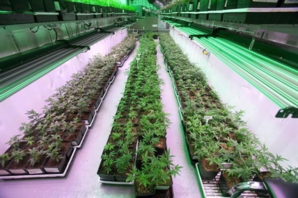 Marijuana producers getting high on expansion in anticipation of rising demand | iNFOnews.ca