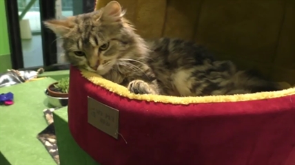 TRENDING NOW: Shelter animals get new beds | iNFOnews.ca