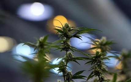 Two of Canada's big five banks backing away from marijuana industry | iNFOnews.ca