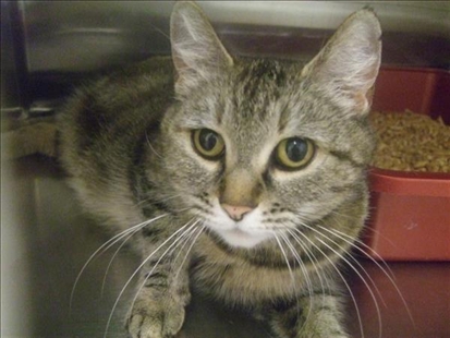 Looking for a forever home; Kelowna SPCA pet of the week | iNFOnews.ca