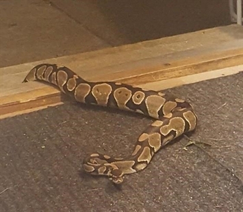 Metre-long boa constrictor tests police response in Chilliwack, B.C. | iNFOnews.ca